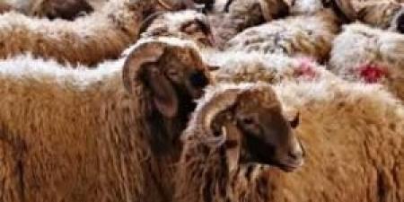 ما حكم شراء الأضحية عن طريق "البطاقات الائتمانية"؟ .. الإفتاء الأردنية تُجيب - تكنو بلس