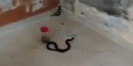 أفعى “بدون عيون” تلدغ 3 أفراد من عائلة واحدة - تكنو بلس