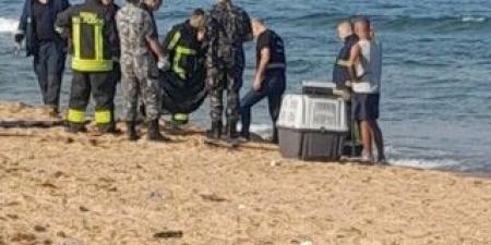 العثور على جثة نهشتها الكلاب على شاطئ الرملة البيضاء في بيروت - تكنو بلس