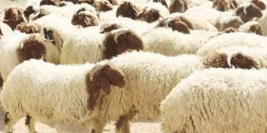 لو حتذبح بنفسك.. كيفية وشروط ذبح الأضحية - تكنو بلس