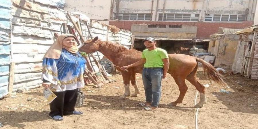 التحفظ على حصان وإيداعه بمقر جمعية الرفق بالحيوان ببورسعيد - تكنو بلس