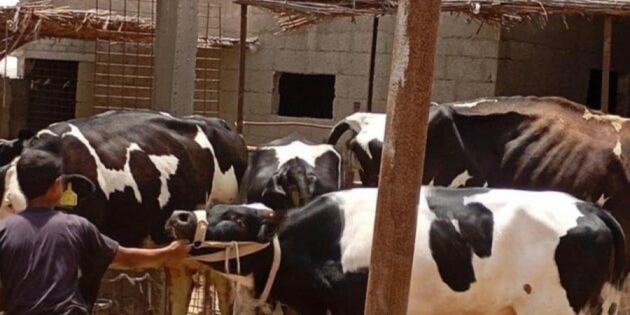 «بحوث الصحراء» يطلق قافلة بيطرية لتحسين صحة الثروة الحيوانية - تكنو بلس
