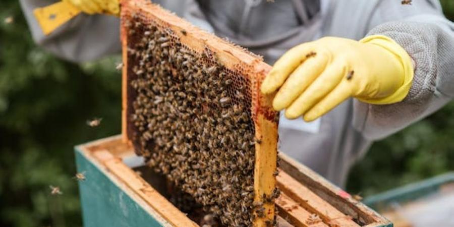 في يومه العالمي.. محمية الإمام تركي تدعم تربية النحل وإنتاج العسل - تكنو بلس