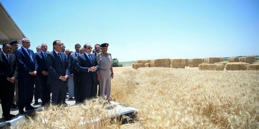 تحقيق الاكتفاء الذاتي وتقليص فاتورة الاستيراد… ملفات حيوية على طاولة الرئيس السيسي بموسم الحصاد 2025 - تكنو بلس