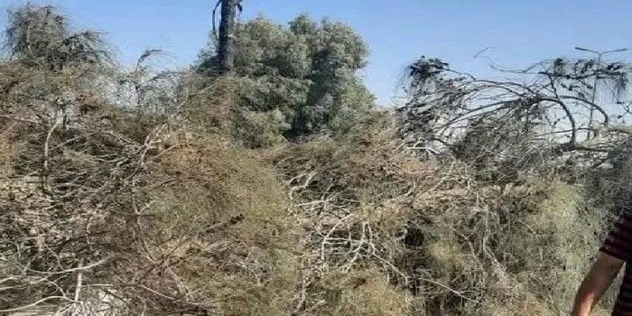مصرع شخص إثر سقوط شجرة عليه بطريق «الزقازيق - بلبيس» - تكنو بلس