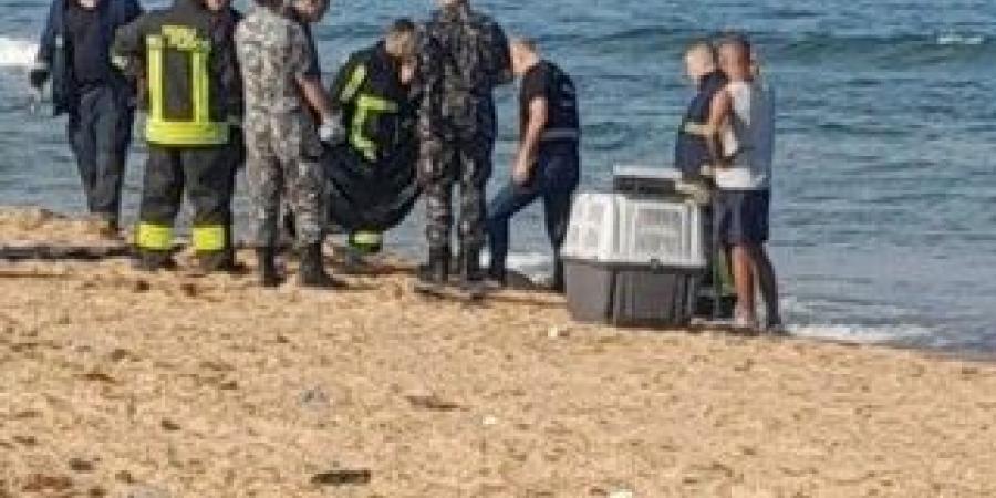 العثور على جثة نهشتها الكلاب على شاطئ الرملة البيضاء في بيروت - تكنو بلس