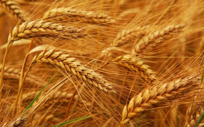 مصر تستورد 3.5 مليون طن قمح منذ مطلع العام