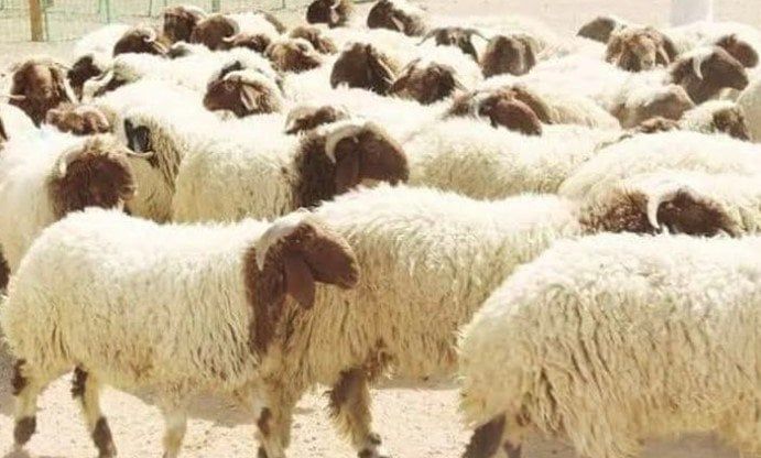 سنن الأضحية.. مايستحب فعله عند الذبح