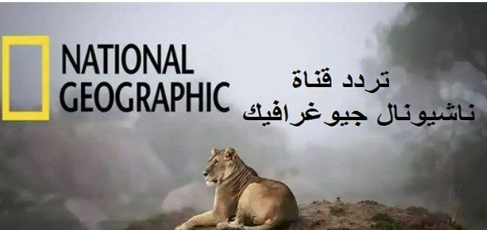 العربي للعدل والمساواة