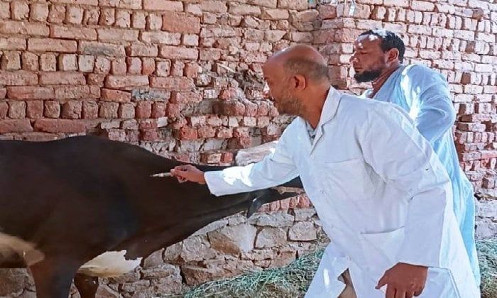 بيطري أسوان: تحصين 40 ألف رأس ماشية خلال شهرين