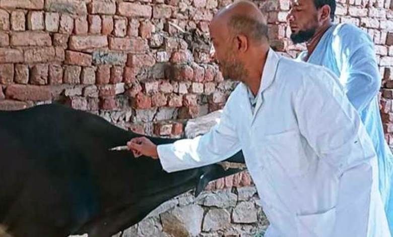 العربي للعدل والمساواة بيطرى أسوان: تحصين 40 ألف رأس من الماشية
