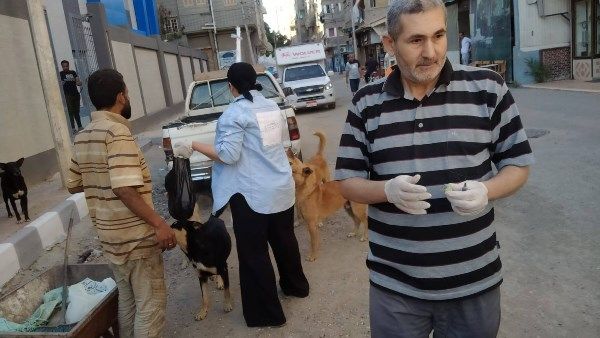 العربي للعدل والمساواة حملة لتطعيم الكلاب الضالة ضد مرض السعار بعزبة البرج