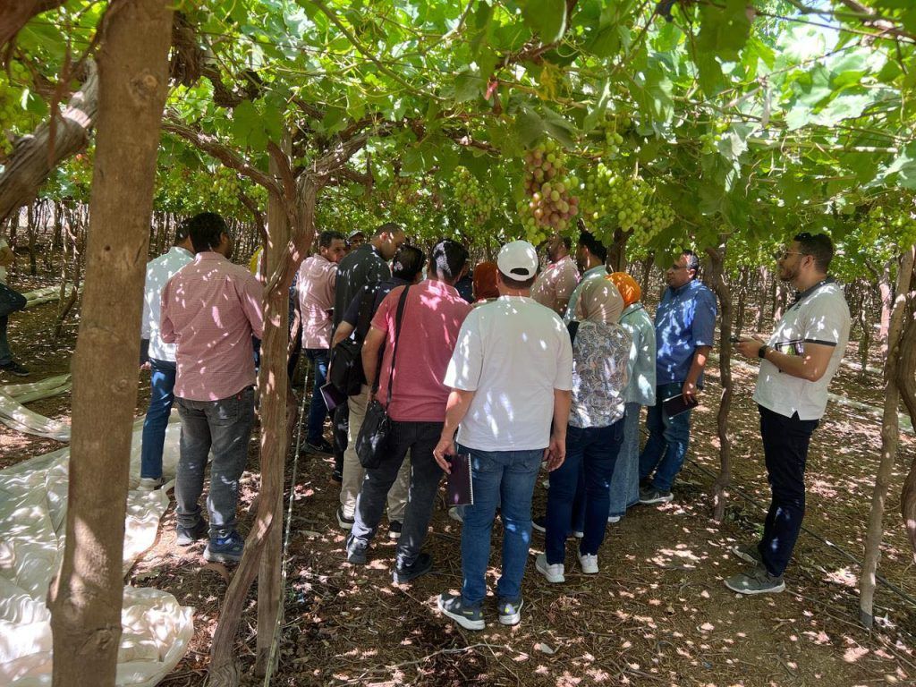 العنب