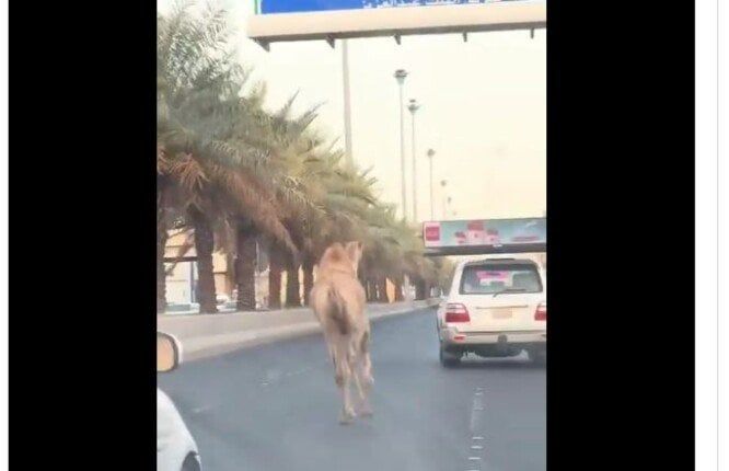 «تسبب في زحمة مرورية».. جمل هارب يتجول بين السيارات في السعودية |فيديو
