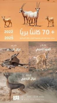تسجيل ولادة 74 حيوانًا بريًا في محمية الملك خالد الملكية