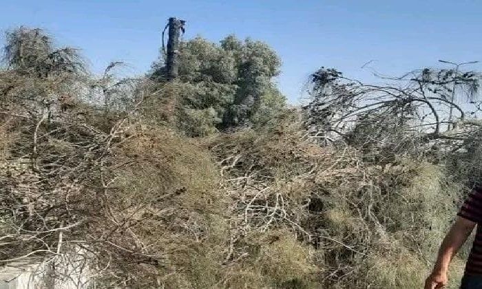 مصرع شخص إثر سقوط شجرة عليه بطريق «الزقازيق - بلبيس»