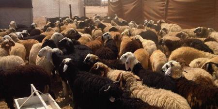 وزارة التموين تبدأ في إنشاء شوادر لطرح الخراف الحية للأضاحى 20 مايو - تكنو بلس