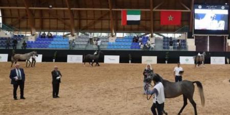 انطلاق فعاليات كأس الإمارات العالمي لجمال الخيل العربية - تكنو بلس