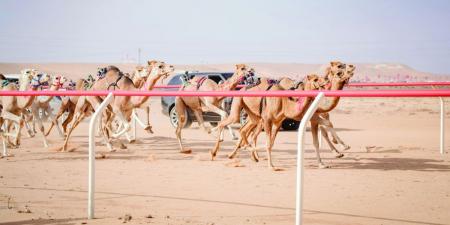 تراث الإمارات يزهو في المغرب بالأصالة والطرب - تكنو بلس