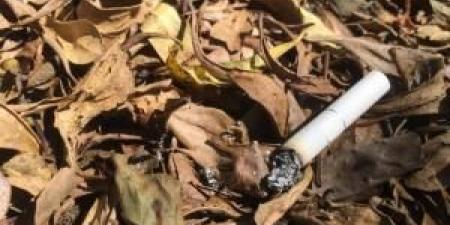 الدفاع المدني يحذّر: لا تلقوا أعقاب السجائر قرب الأشجار الحرجية - تكنو بلس