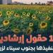 «بحوث الصحراء»: تم إدخال أصناف زيتية من محصول عباد الشمس لسيناء لأول مرة - تكنو بلس