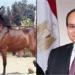 في إطار توجيهات الرئيس السيسي.. إقامة بطولة «أصيل» للحصان العربي المصري - تكنو بلس