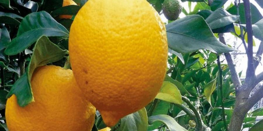 وزارة الزراعة الاردنية قررت منح رخص استيراد لمحصول الليمون اللبناني بمختلف أنواعه - تكنو بلس