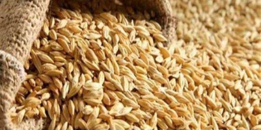 سعر طن الأرز الشعير اليوم الأحد 4 مايو 2025 في الأسواق - تكنو بلس