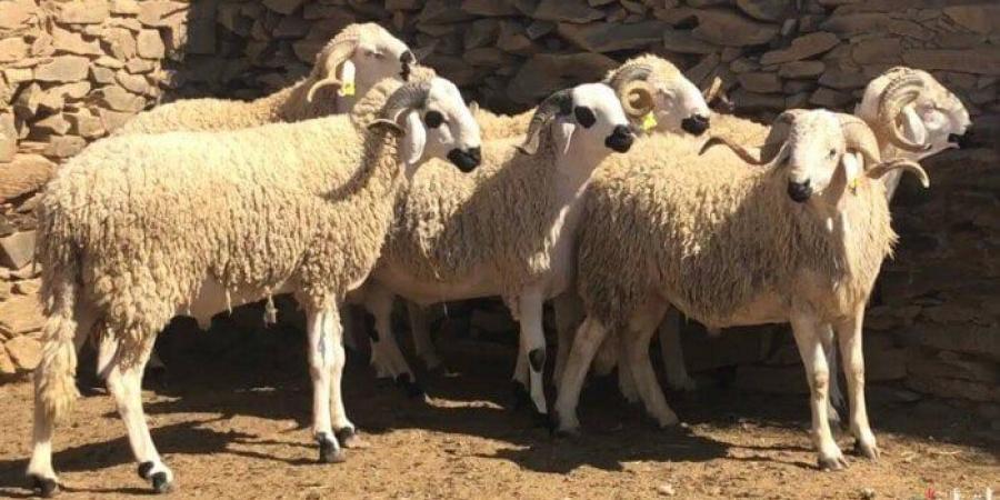 ما حكم شراء الأضحية بالتقسيط؟.. دار الإفتاء: يجوز ولكن بشرط - تكنو بلس