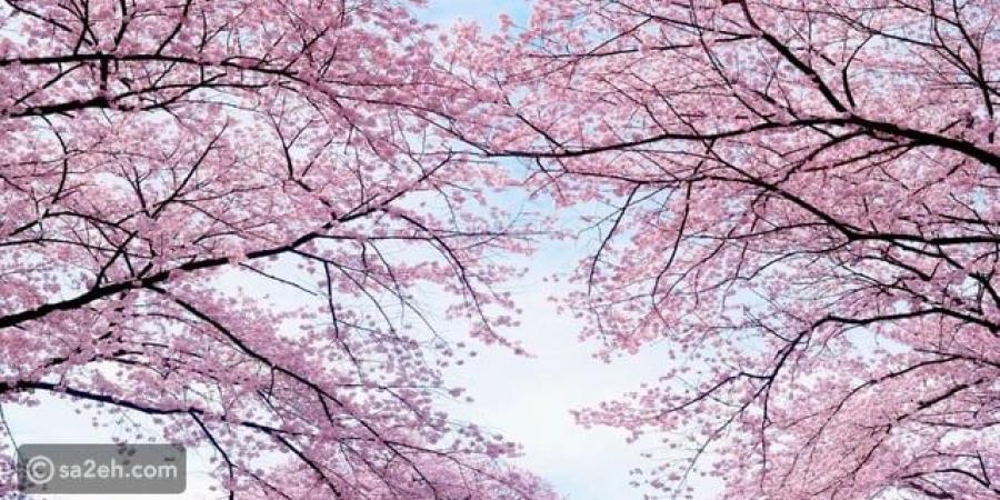أفضل وجهات سياحية لمشاهدة أزهار الكرز حول العالم - تكنو بلس
