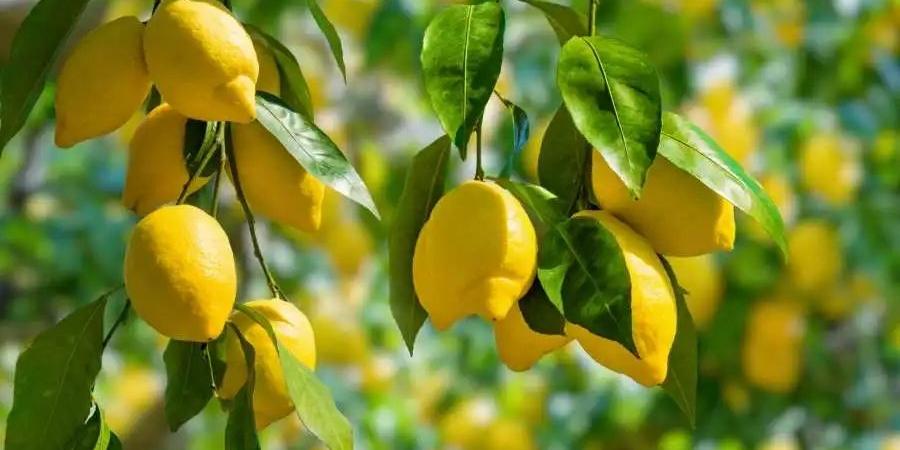 العوران يرجح انخفاض اسعار الليمون بعد قرار "الزراعة": التجار سيفتحون ابواب البرادات #عاجل - تكنو بلس