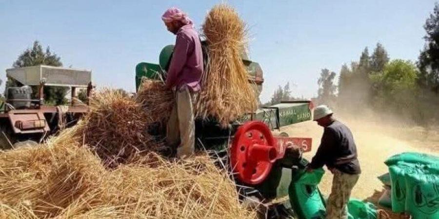مصرع شاب داخل ماكينة دراسة قمح بمنشأة جريس بالمنوفية - تكنو بلس
