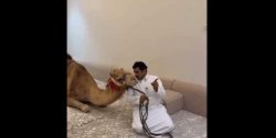 بالفيديو.. شاهد فاجيء زملائه بدخول جمل إلي مجلسهم "رد فعل مفاجيء من الحضور" - تكنو بلس
