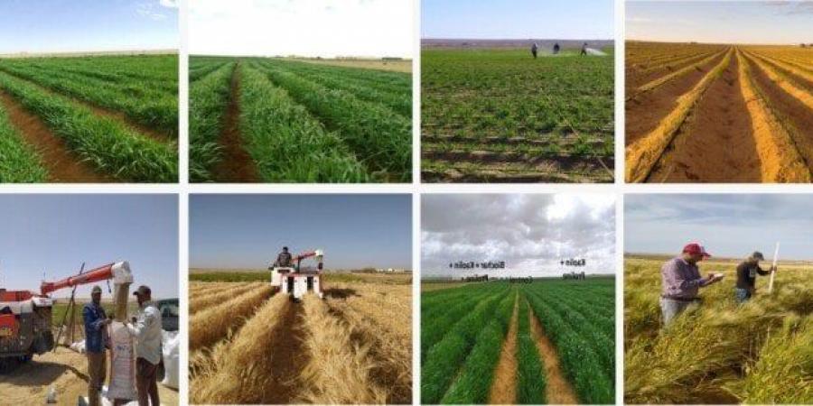 أكاديمية البحث العلمي تطلق المرحلة الثانية من المزرعة البحثية النموذجية بالمغرة - تكنو بلس