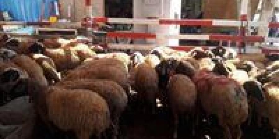 عيد الأضحى 2025.. موعد إطلاق شوادر الأضاحي - تكنو بلس