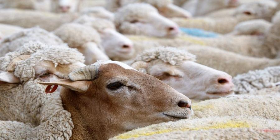 الأمانة تبدأ باستقبال طلبات حظائر الأضاحي في مناطقها - تكنو بلس