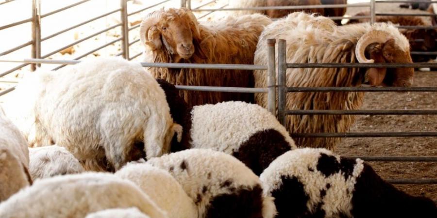 استعدادًا لموسم الحج.. "البيئة" تعلن عن فسح 351 ألف رأس من الماشية - تكنو بلس