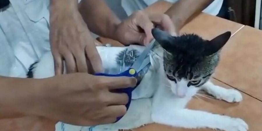 تهريب غير متوقع .. قطة تحمل مخدرات إلى سجن كوستاريكا .. فيديو - تكنو بلس