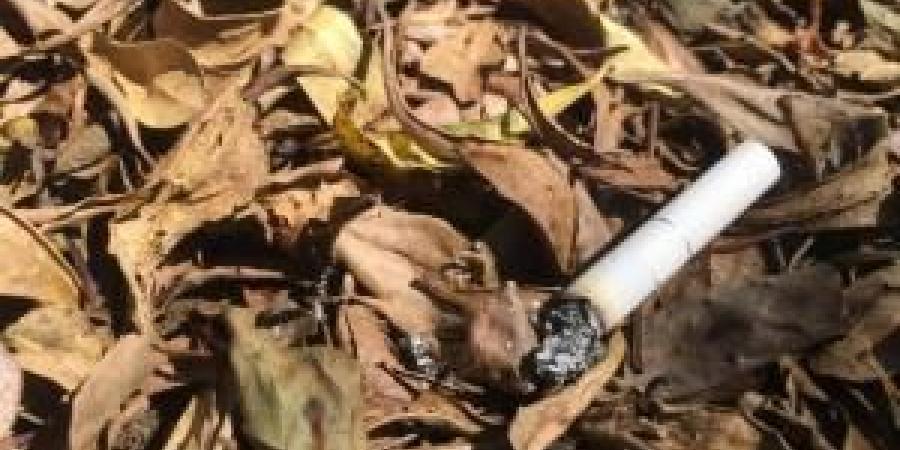 الدفاع المدني يحذّر: لا تلقوا أعقاب السجائر قرب الأشجار الحرجية - تكنو بلس